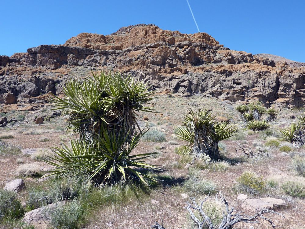 Mojave reserve (20).JPG